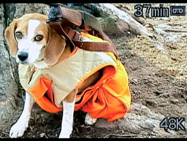 Shelby is dressed for a reenactment of a news story in which two hunters dressed their dog as a hunter with a rifle strapped to his back in "Bowling for Columbine