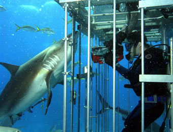 OPEN WATER di Chris Kentis