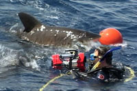 OPEN WATER di Chris Kentis